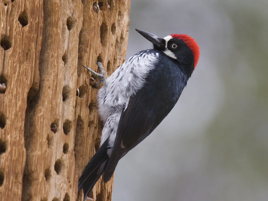 橡树啄木鸟(Melanerpes formicivorus)