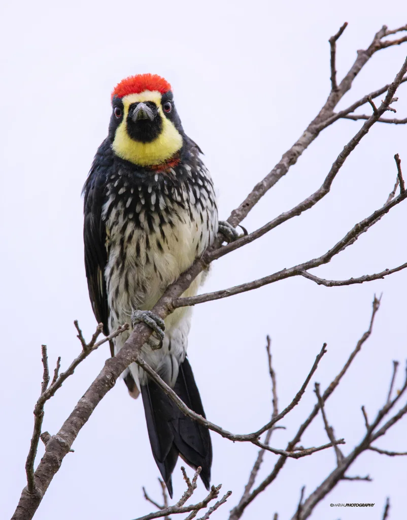 橡树啄木鸟(Melanerpes formicivorus)