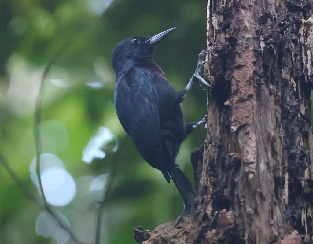 瓜岛啄木鸟(Melanerpes herminieri)