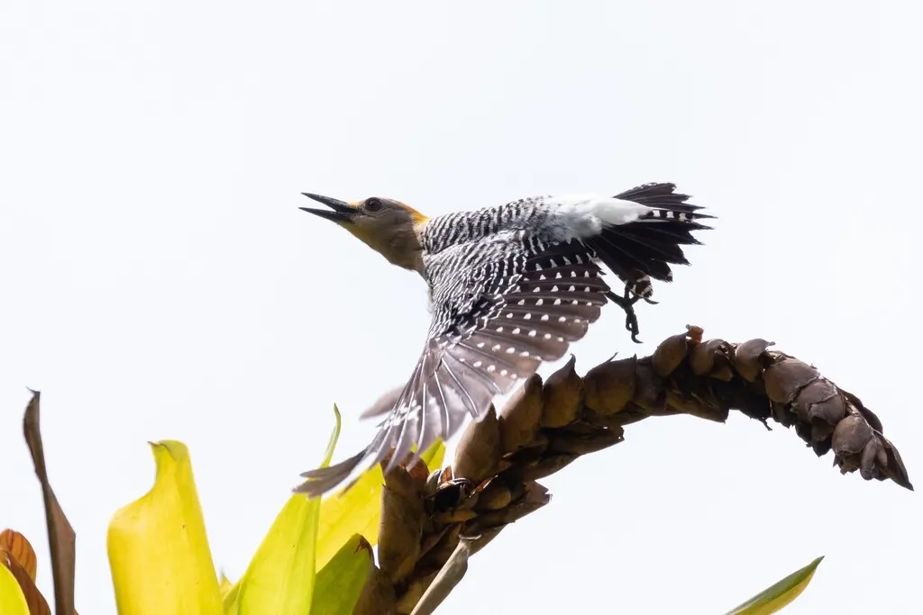 霍氏啄木鸟(Melanerpes hoffmannii)