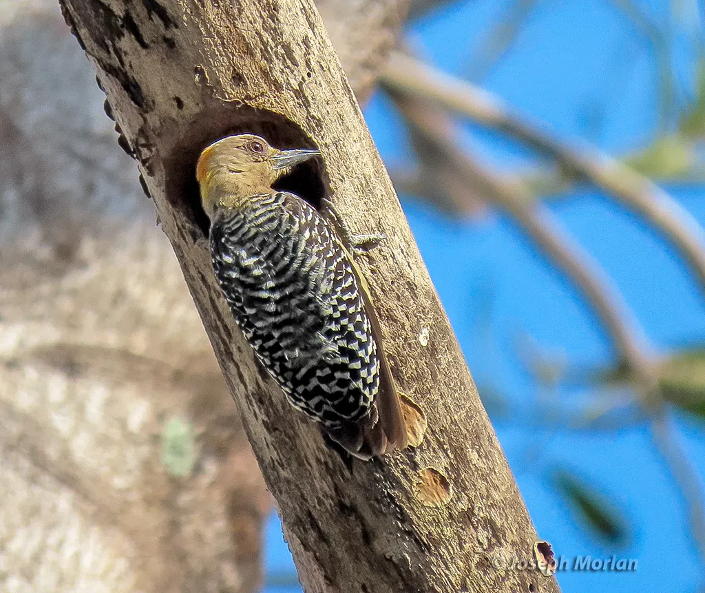 霍氏啄木鸟(Melanerpes hoffmannii)