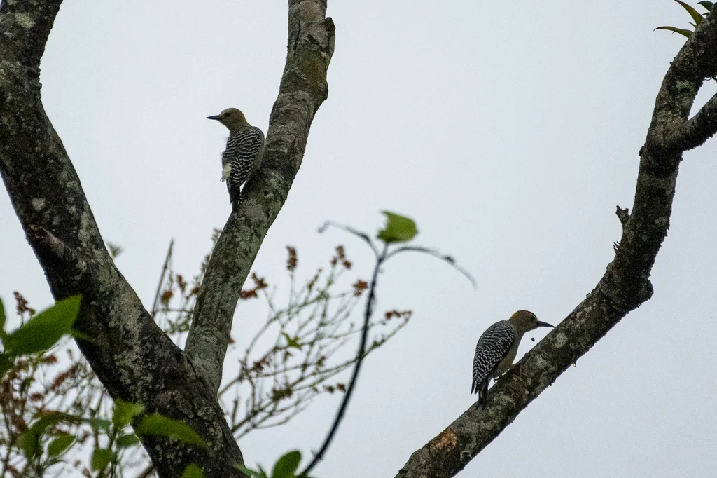 霍氏啄木鸟(Melanerpes hoffmannii)