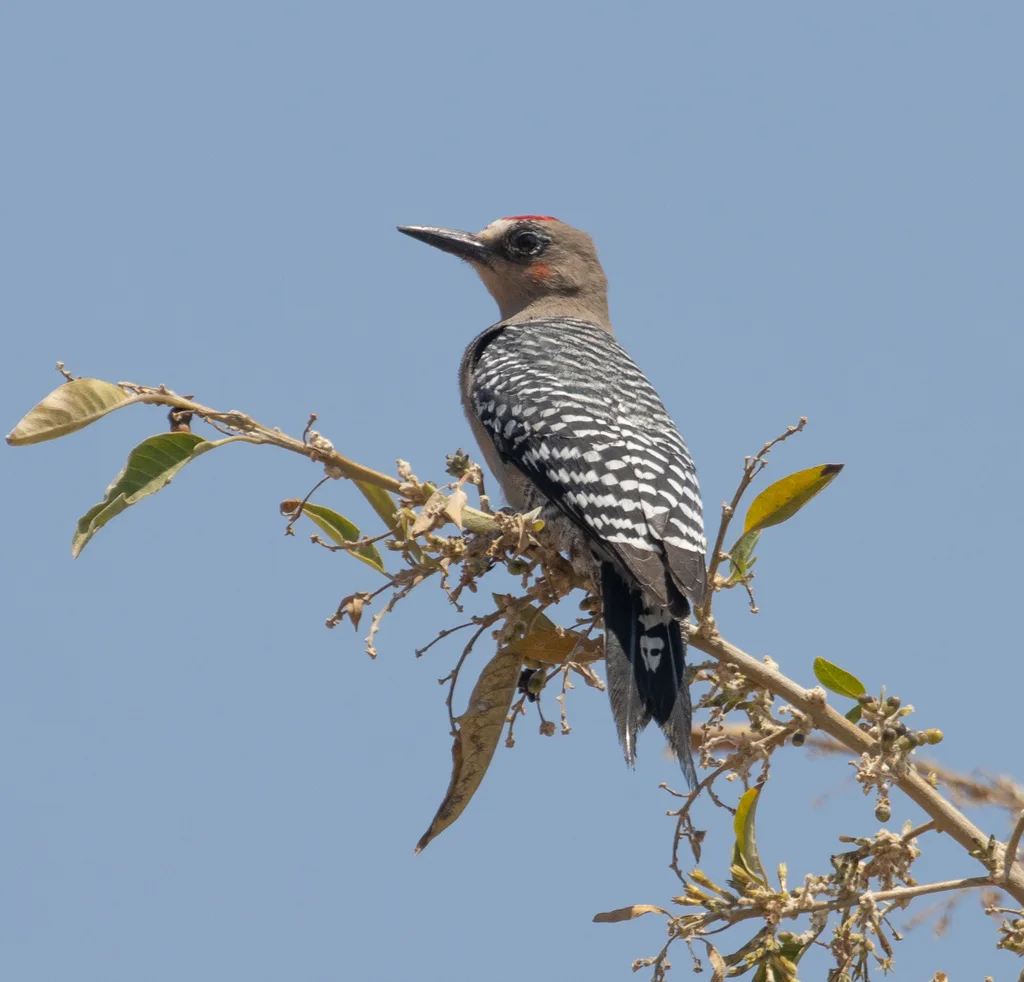 灰胸啄木鸟(Melanerpes hypopolius)