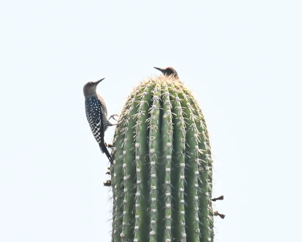 灰胸啄木鸟(Melanerpes hypopolius)