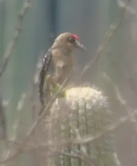 灰胸啄木鸟(Melanerpes hypopolius)