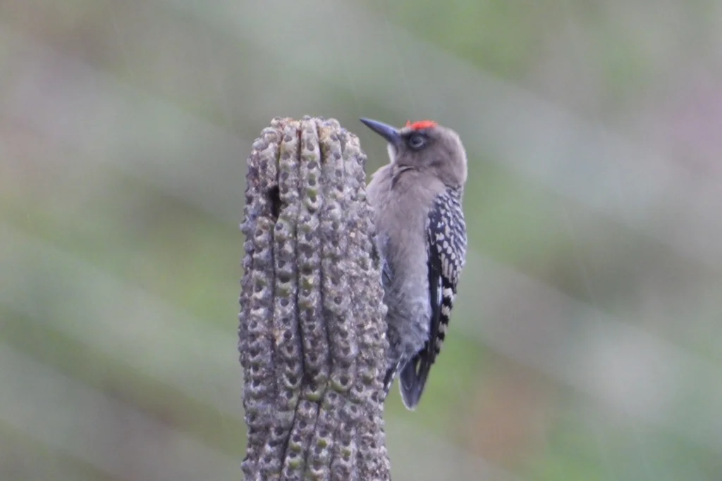 灰胸啄木鸟(Melanerpes hypopolius)
