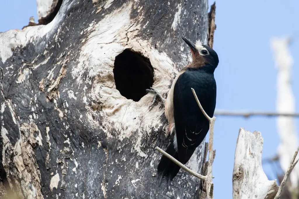 波多黎各啄木鸟(Melanerpes portoricensis)