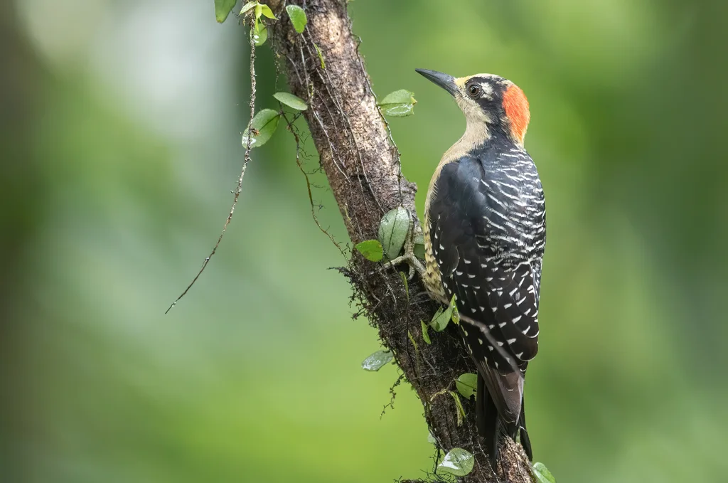 黑颊啄木鸟(Melanerpes pucherani)