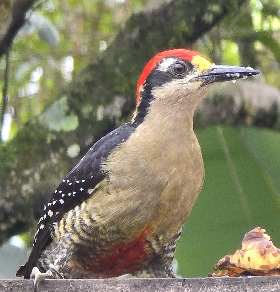 黑颊啄木鸟(Melanerpes pucherani)