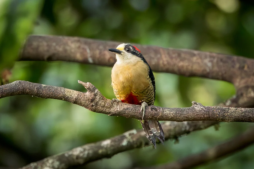 黑颊啄木鸟(Melanerpes pucherani)