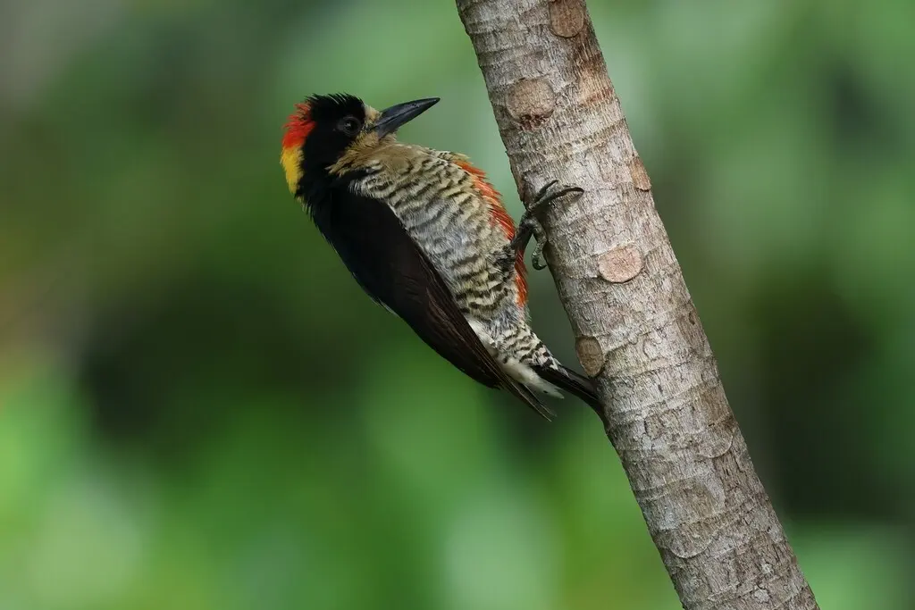 华丽啄木鸟(Melanerpes pulcher)