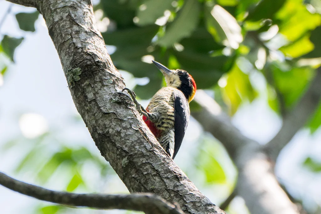 华丽啄木鸟(Melanerpes pulcher)