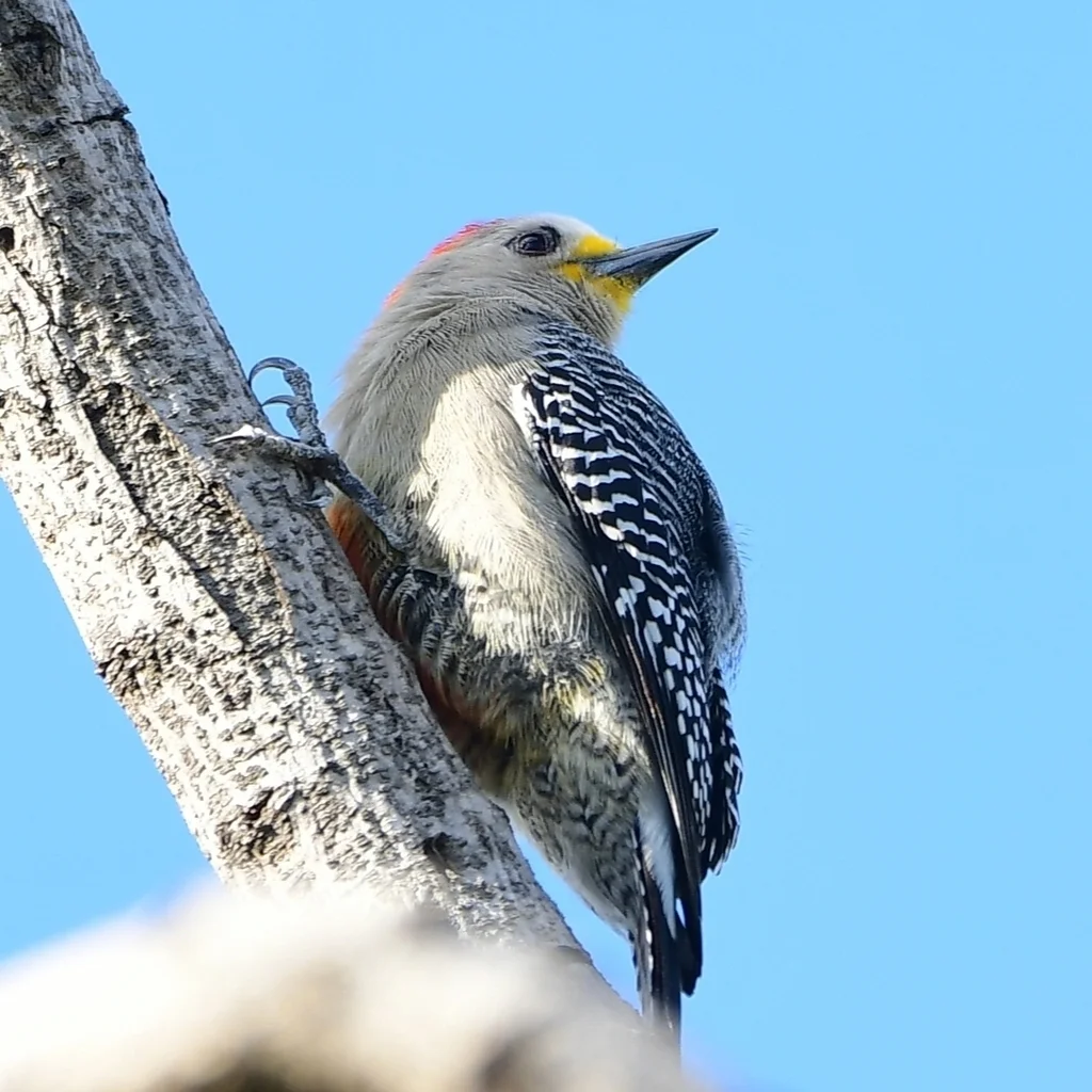 尤卡坦啄木鸟(Melanerpes pygmaeus)