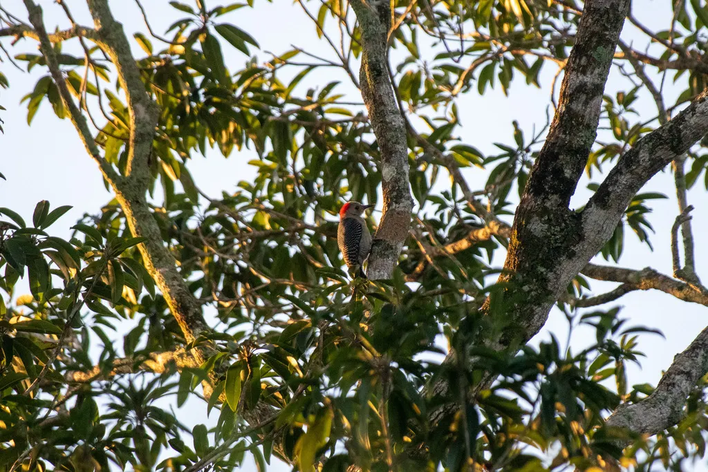 尤卡坦啄木鸟(Melanerpes pygmaeus)