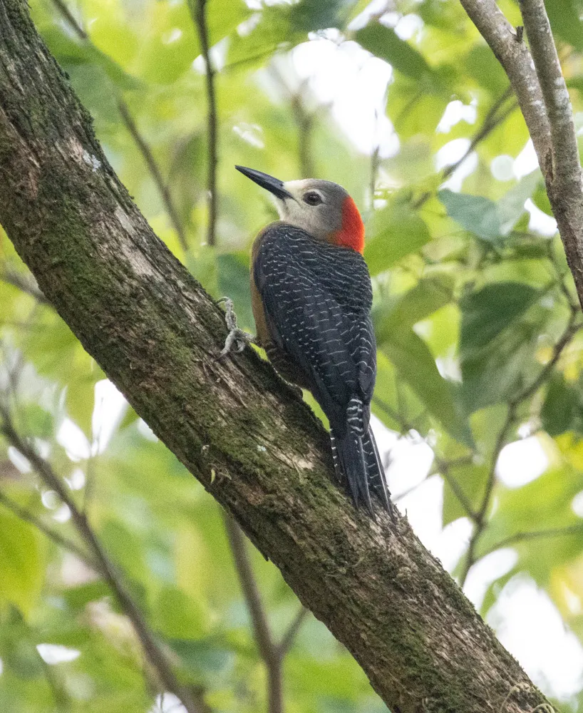 牙买加啄木鸟(Melanerpes radiolatus)