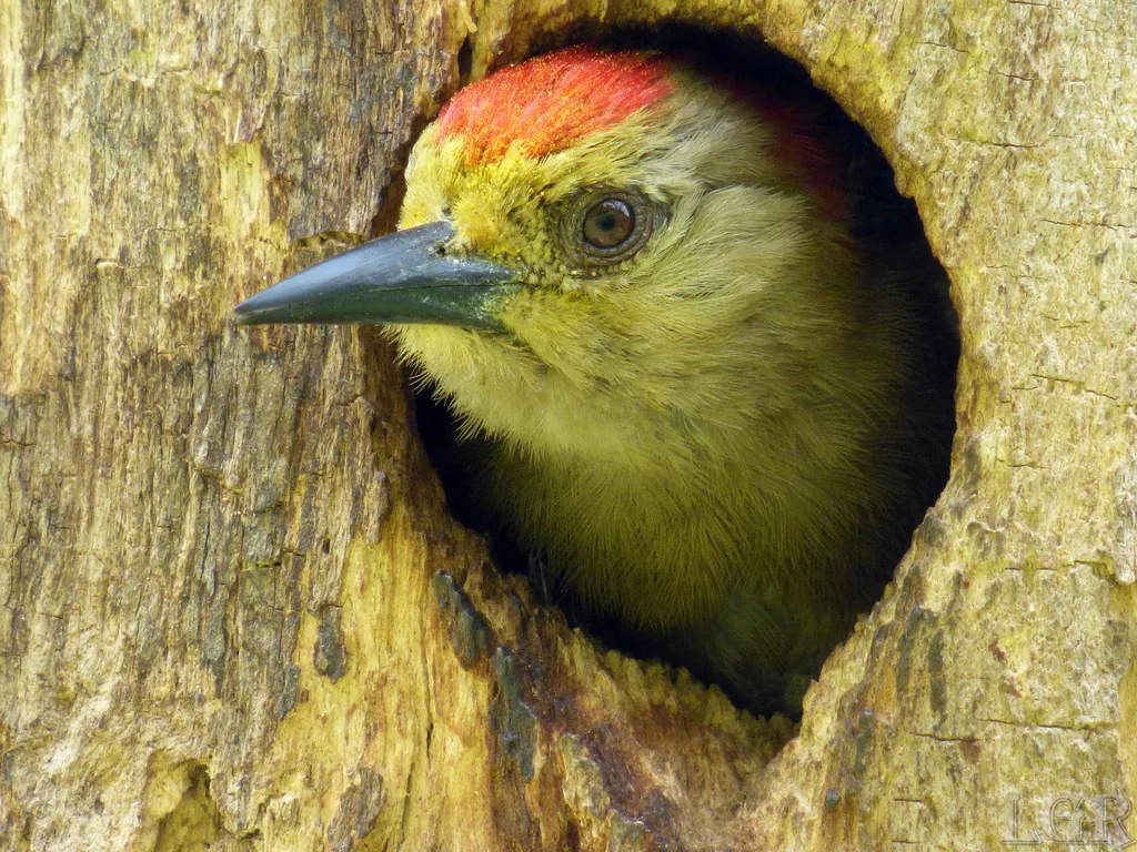 红冠啄木鸟(Melanerpes rubricapillus)