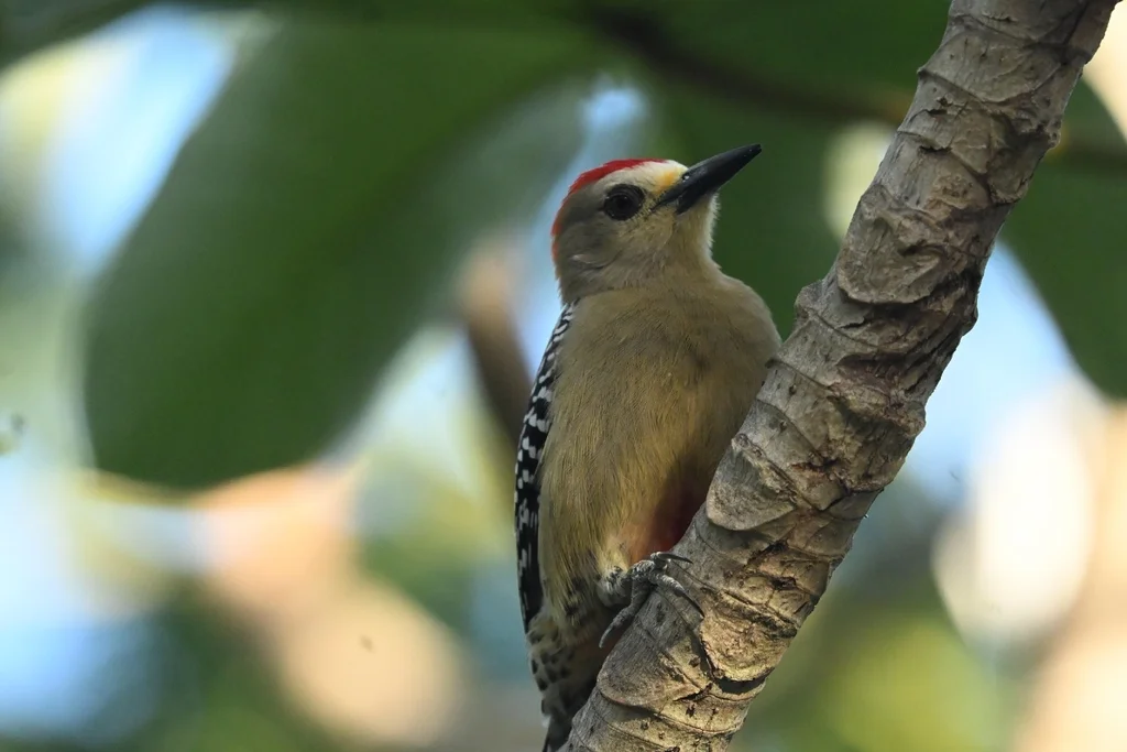 红冠啄木鸟(Melanerpes rubricapillus)