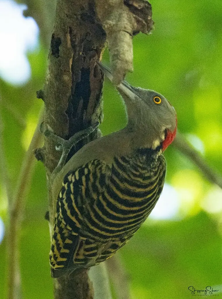 拉美啄木鸟(Melanerpes striatus)