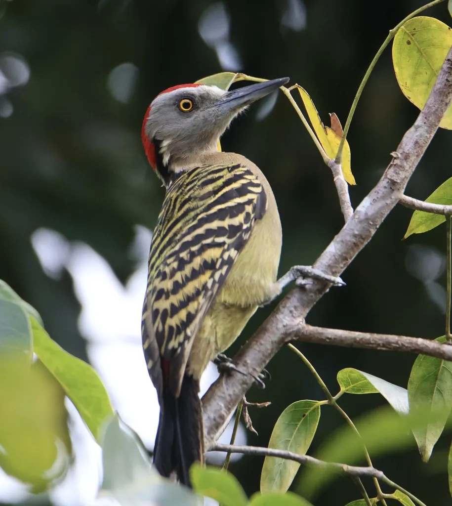 拉美啄木鸟(Melanerpes striatus)