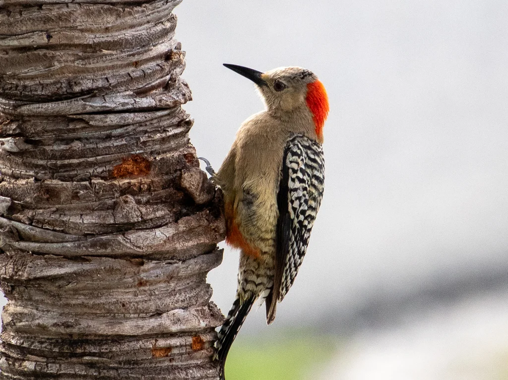 大红腹啄木鸟(Melanerpes superciliaris)