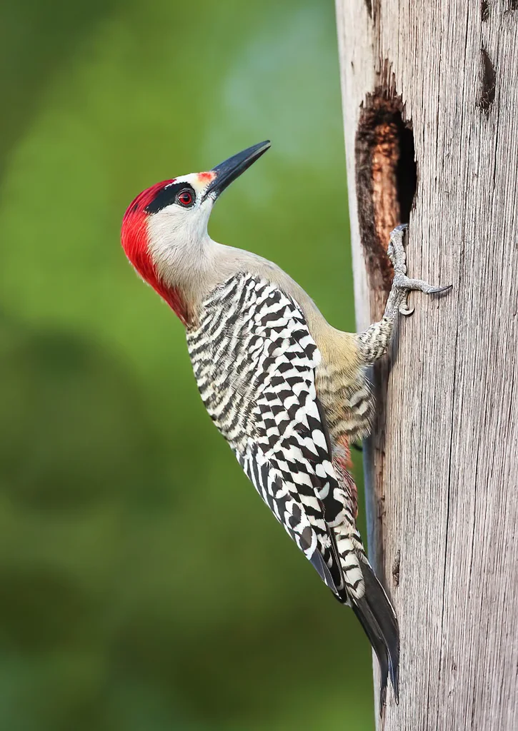大红腹啄木鸟(Melanerpes superciliaris)