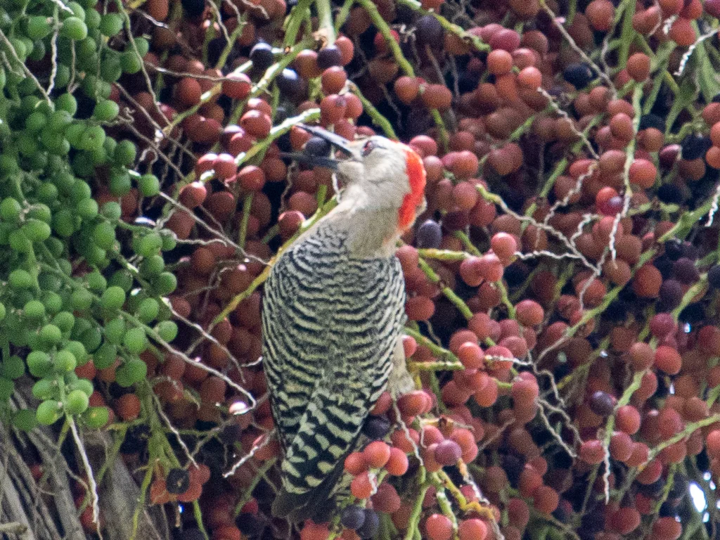 大红腹啄木鸟(Melanerpes superciliaris)
