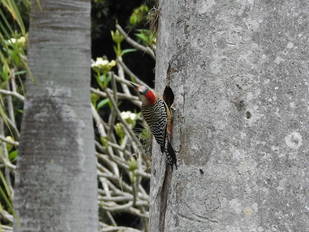 大红腹啄木鸟(Melanerpes superciliaris)