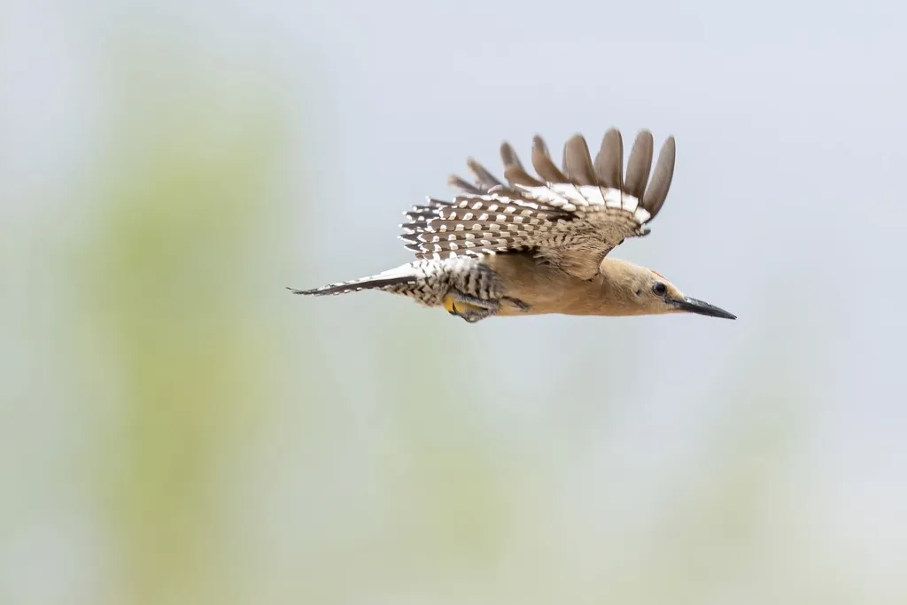 吉拉啄木鸟（Melanerpes uropygialis）