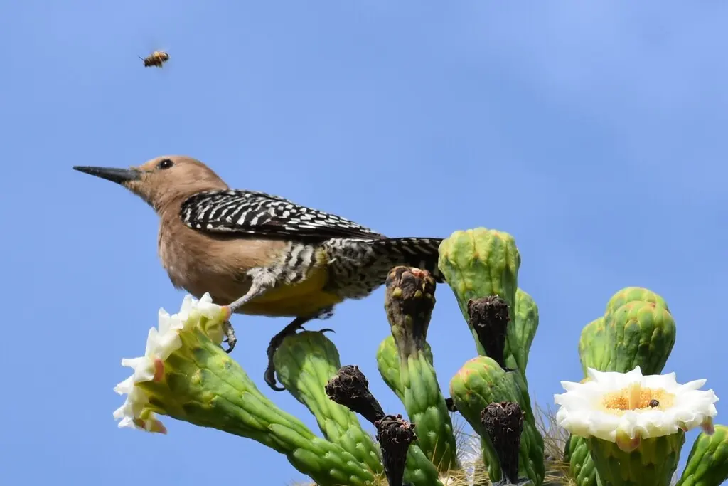 吉拉啄木鸟（Melanerpes uropygialis）
