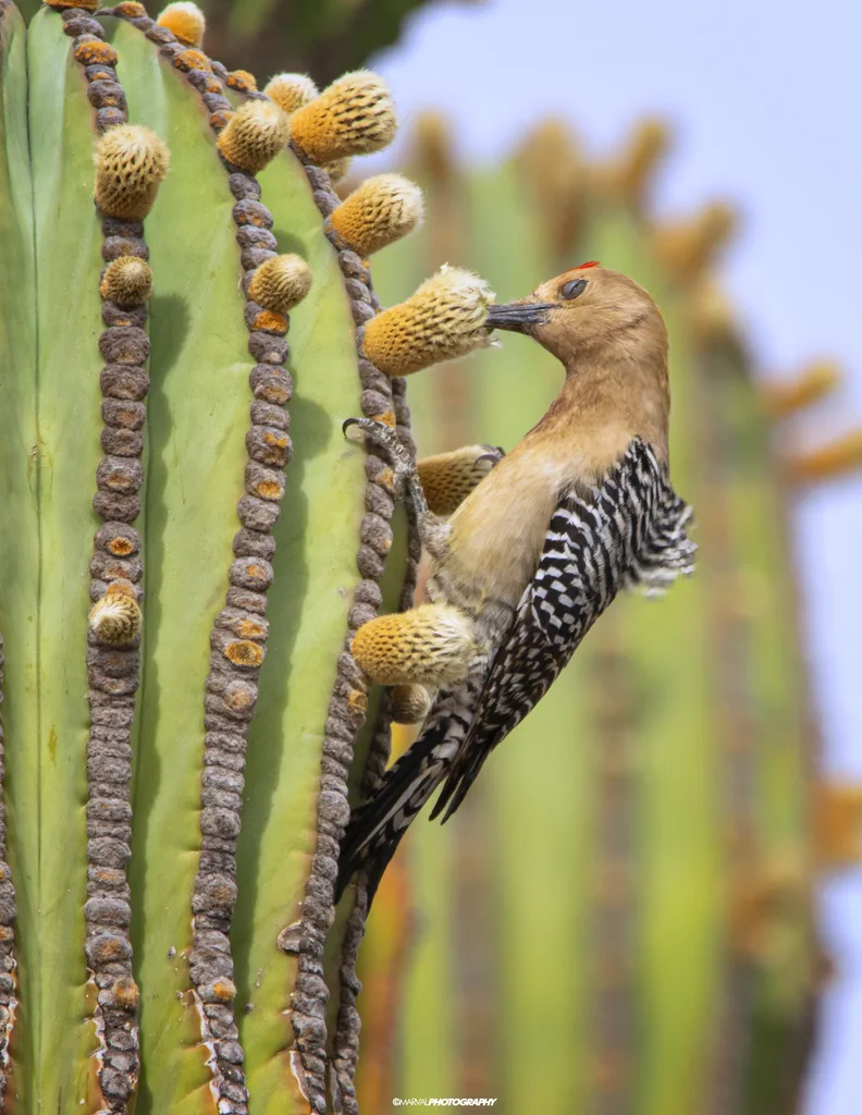 吉拉啄木鸟（Melanerpes uropygialis）