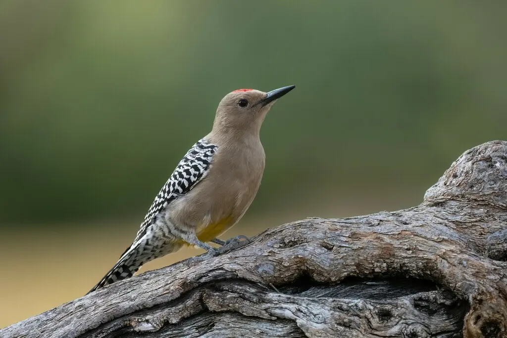 吉拉啄木鸟（Melanerpes uropygialis）