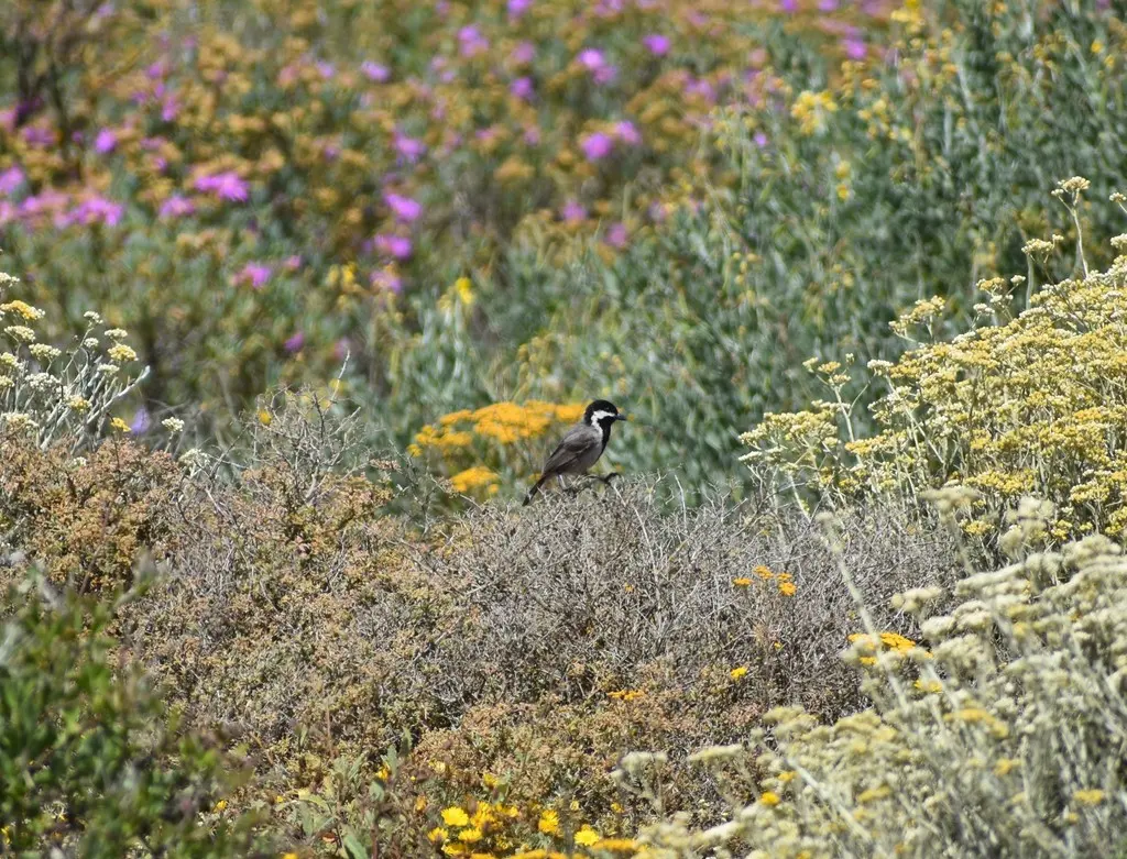 灰山雀(Melaniparus afer)