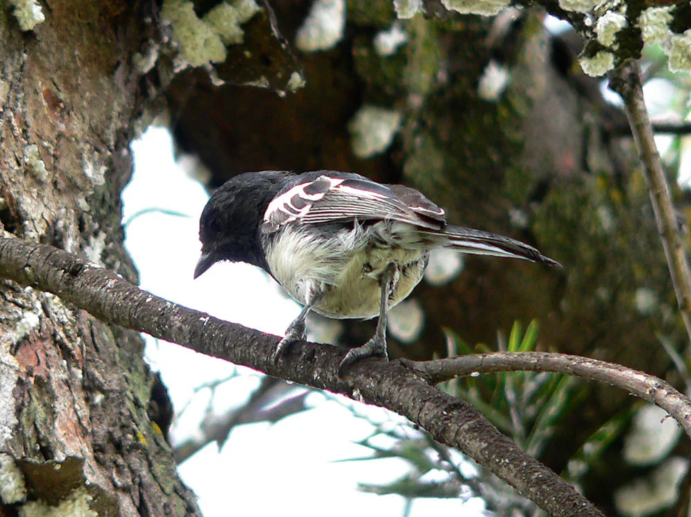 白胸山雀(Melaniparus albiventris)