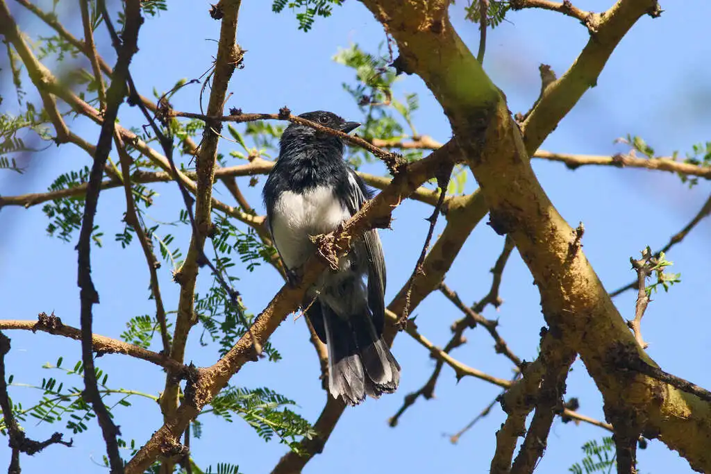 白胸山雀(Melaniparus albiventris)