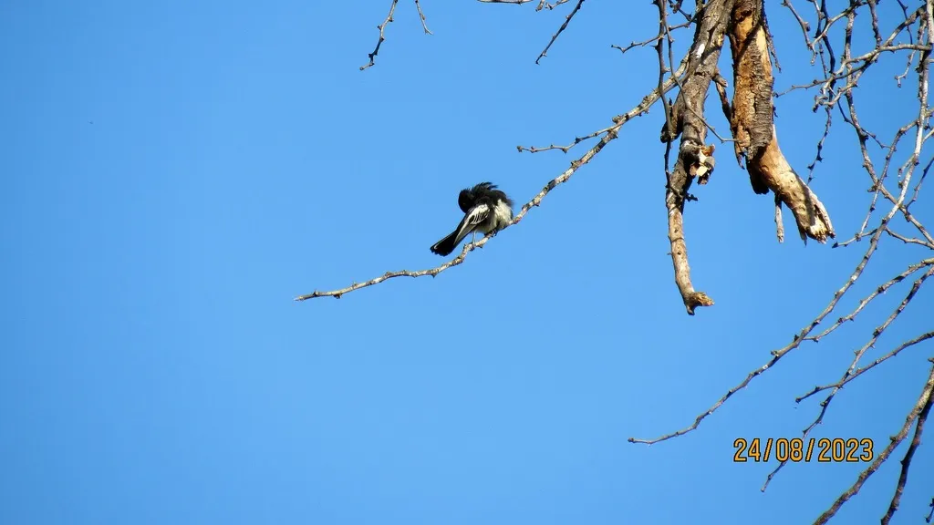 白胸山雀(Melaniparus albiventris)