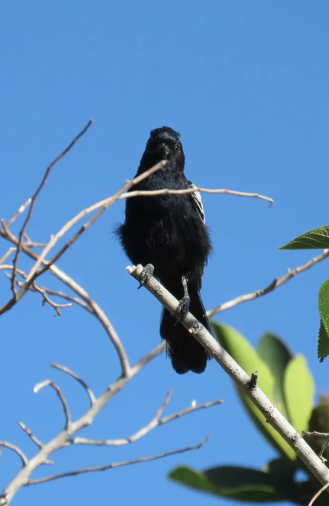 卡氏山雀(Melaniparus carpi)