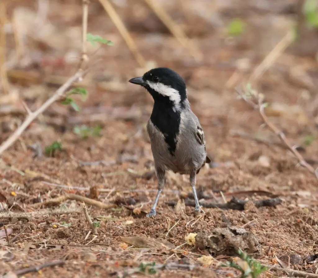 阿卡山雀(Melaniparus cinerascens)