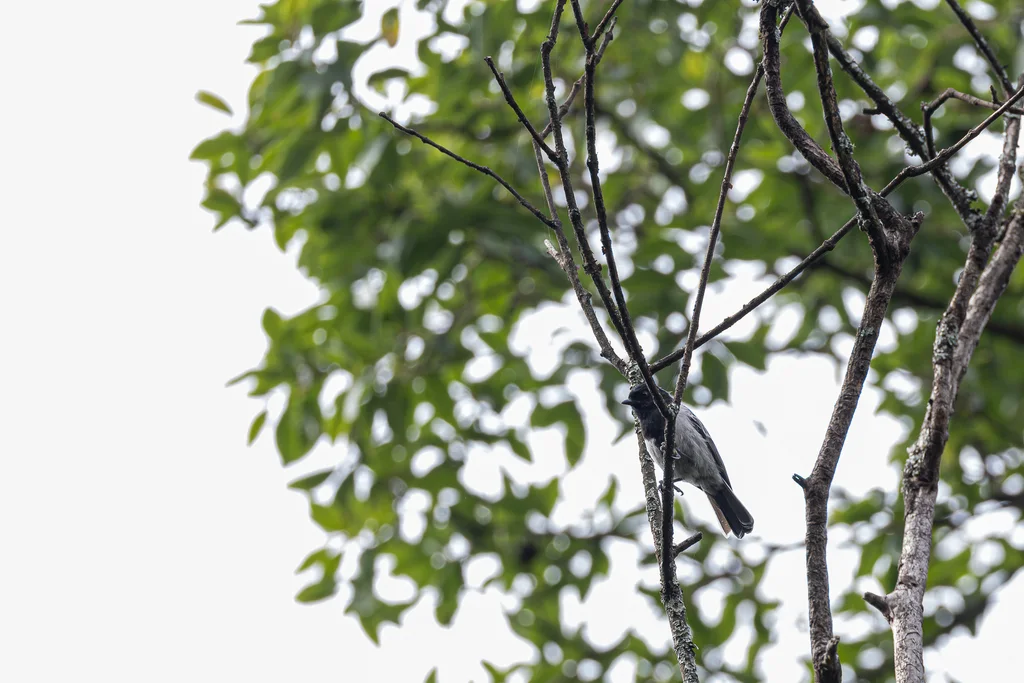 纹胸山雀(Melaniparus fasciiventer)