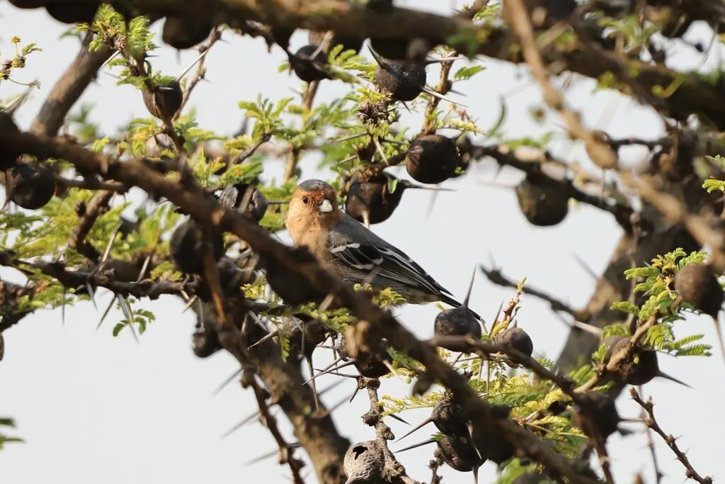 红喉山雀(Melaniparus fringillinus)