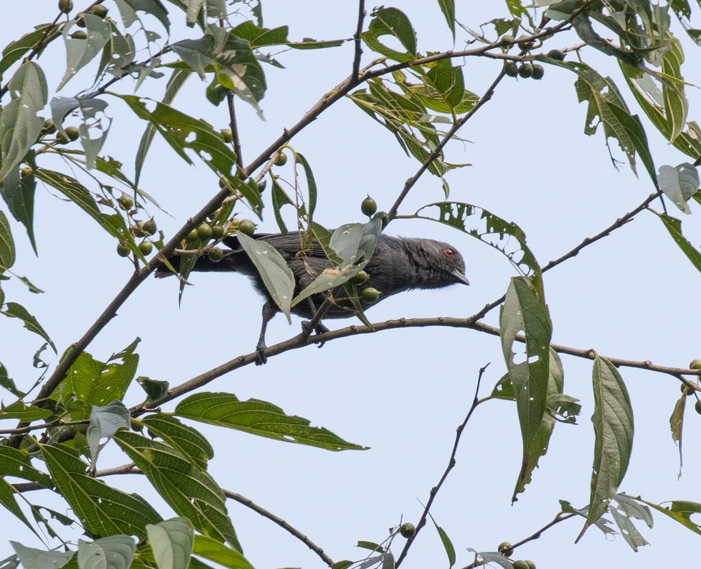 暗色山雀（Melaniparus funereus）
