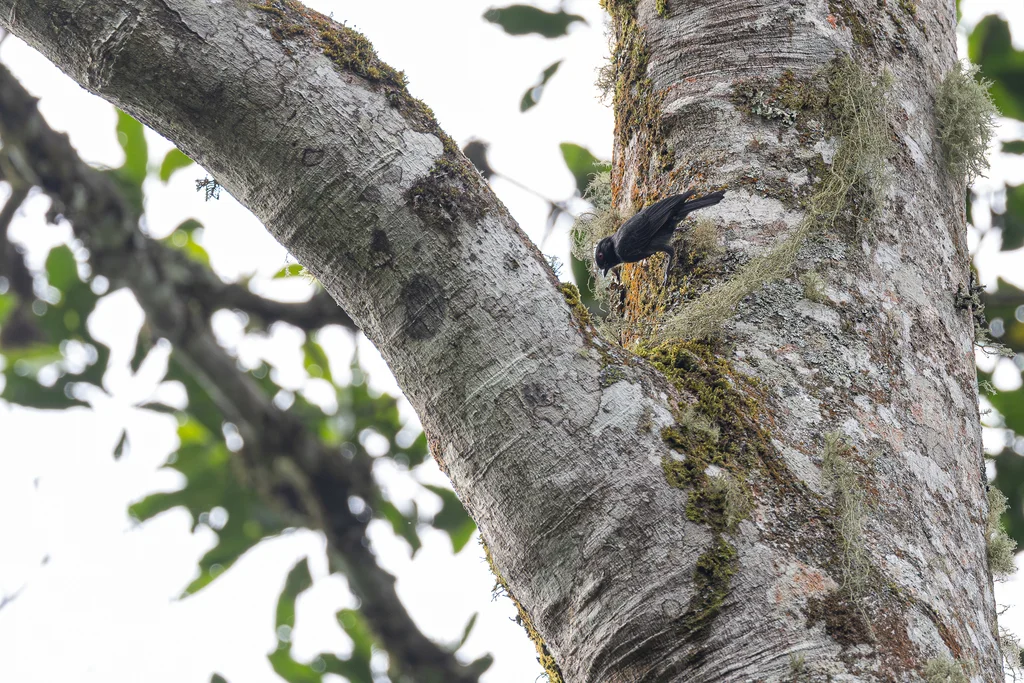 暗色山雀（Melaniparus funereus）