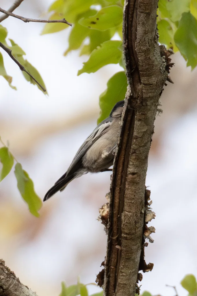 北灰山雀(Melaniparus griseiventris)