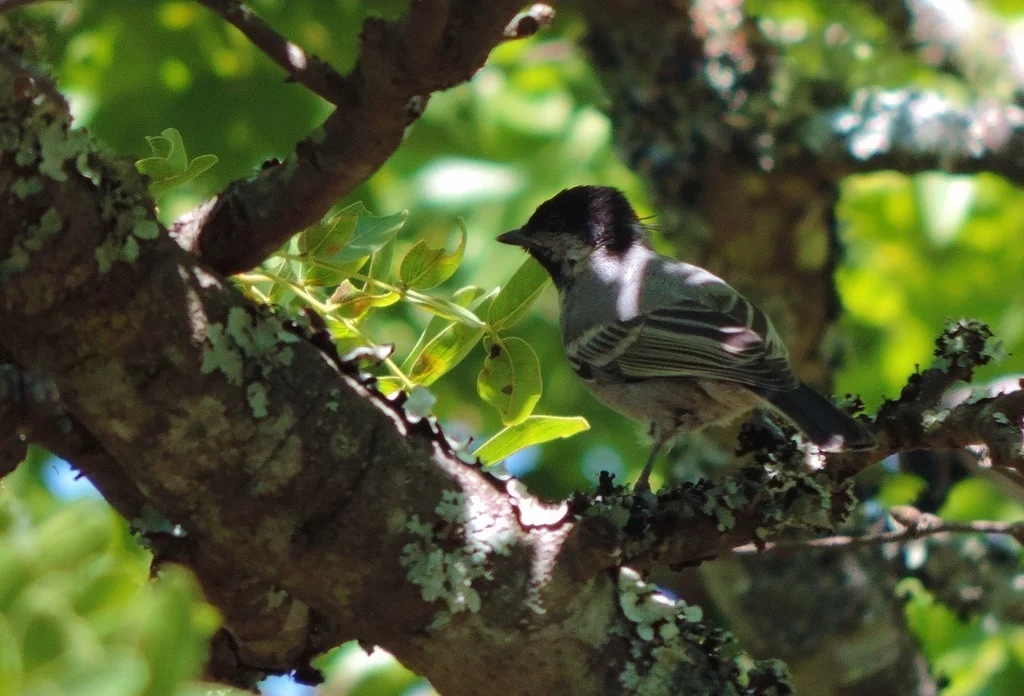 北灰山雀(Melaniparus griseiventris)