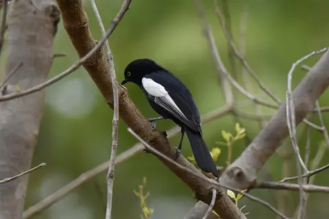 白肩黑山雀