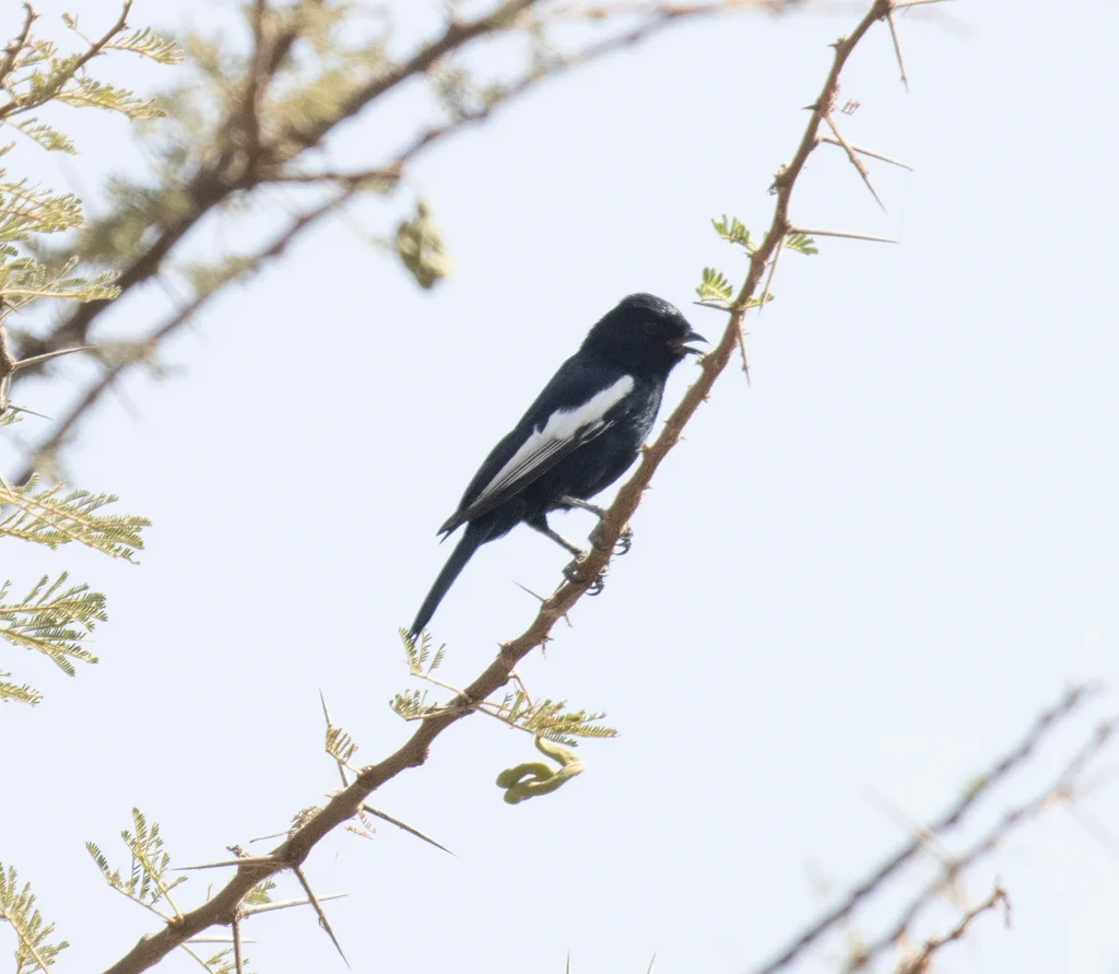 白翅黑山雀(Melaniparus leucomelas)