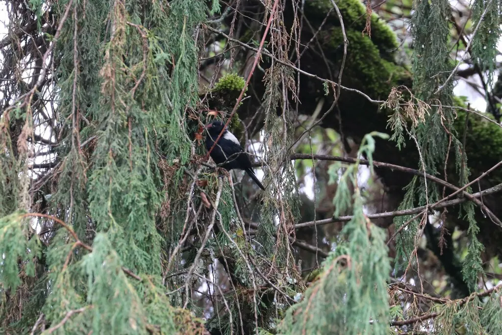 白背黑山雀(Melaniparus leuconotus)