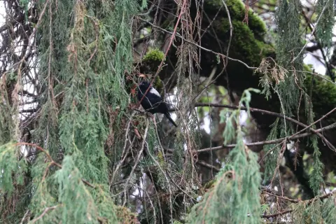 白背黑山雀