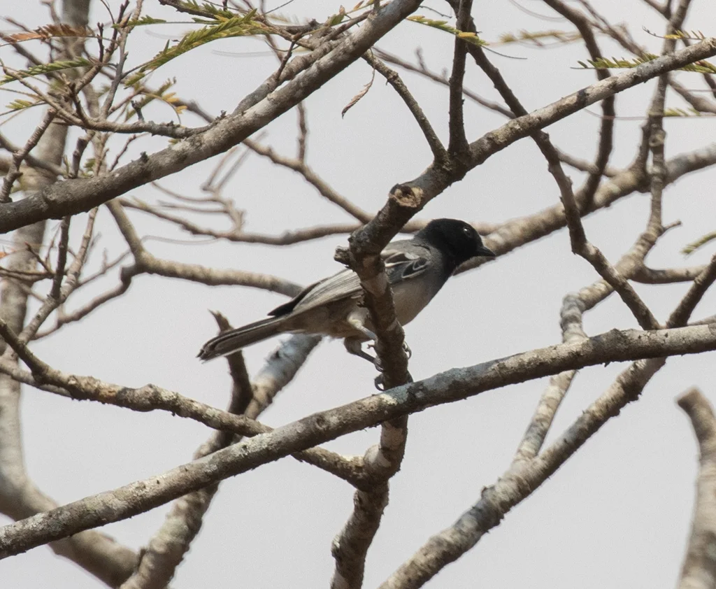 棕胸山雀(Melaniparus rufiventris)
