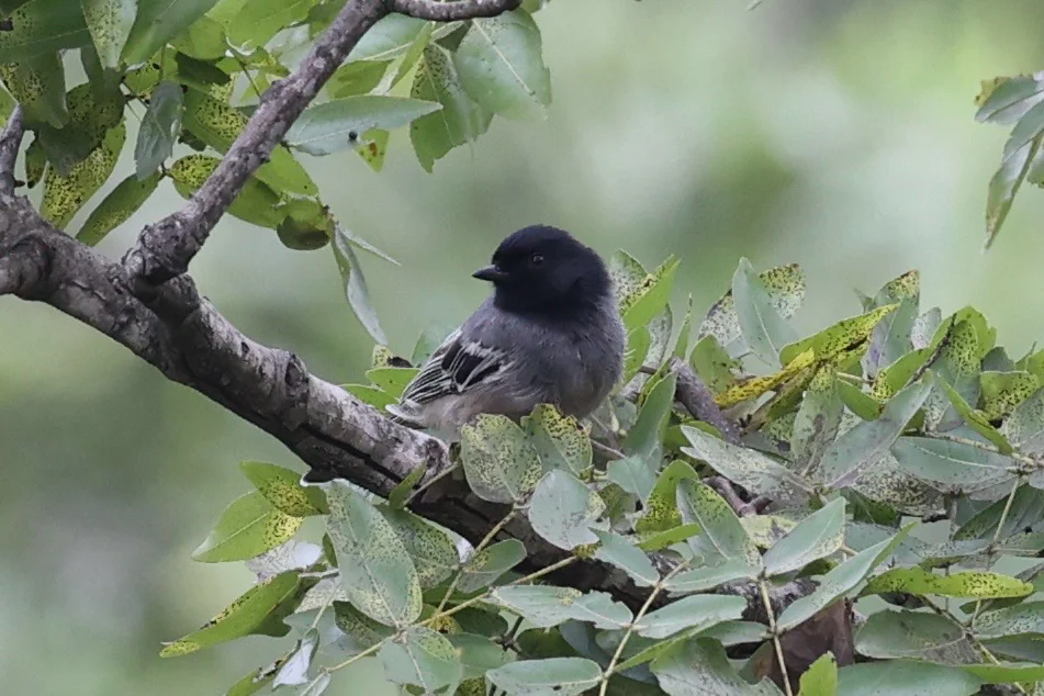 棕胸山雀(Melaniparus rufiventris)