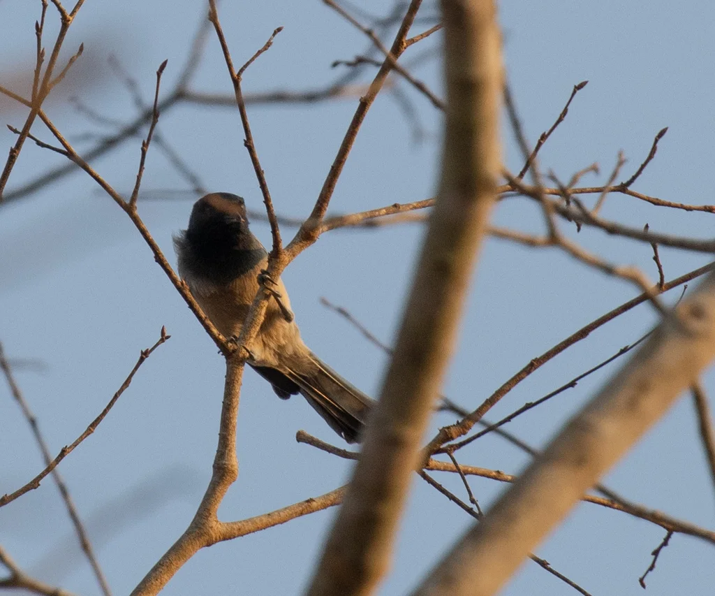 棕胸山雀(Melaniparus rufiventris)